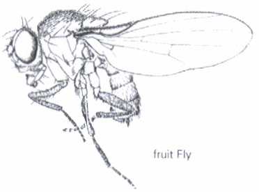 Fruit